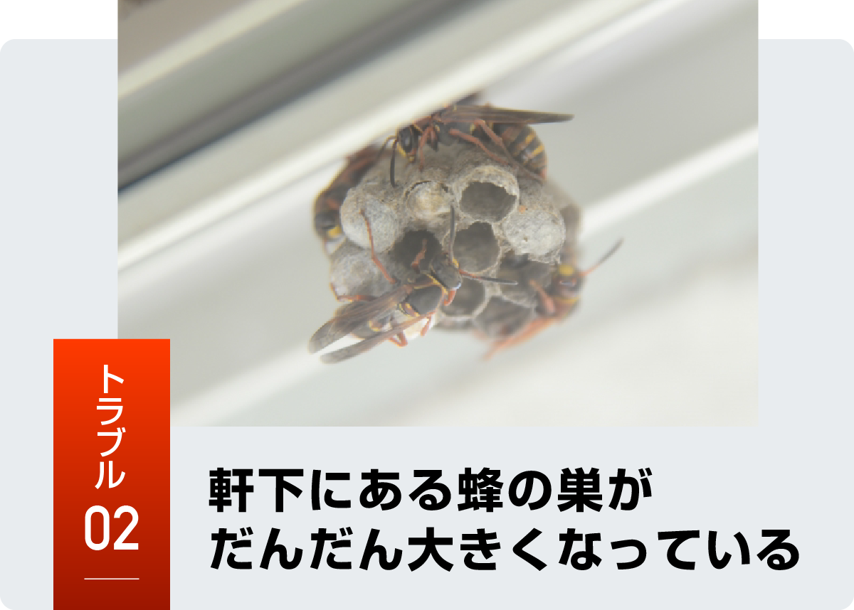 岐阜市の蜂の巣駆除｜最短15分で駆けつけ！岐阜市蜂の巣駆除センター